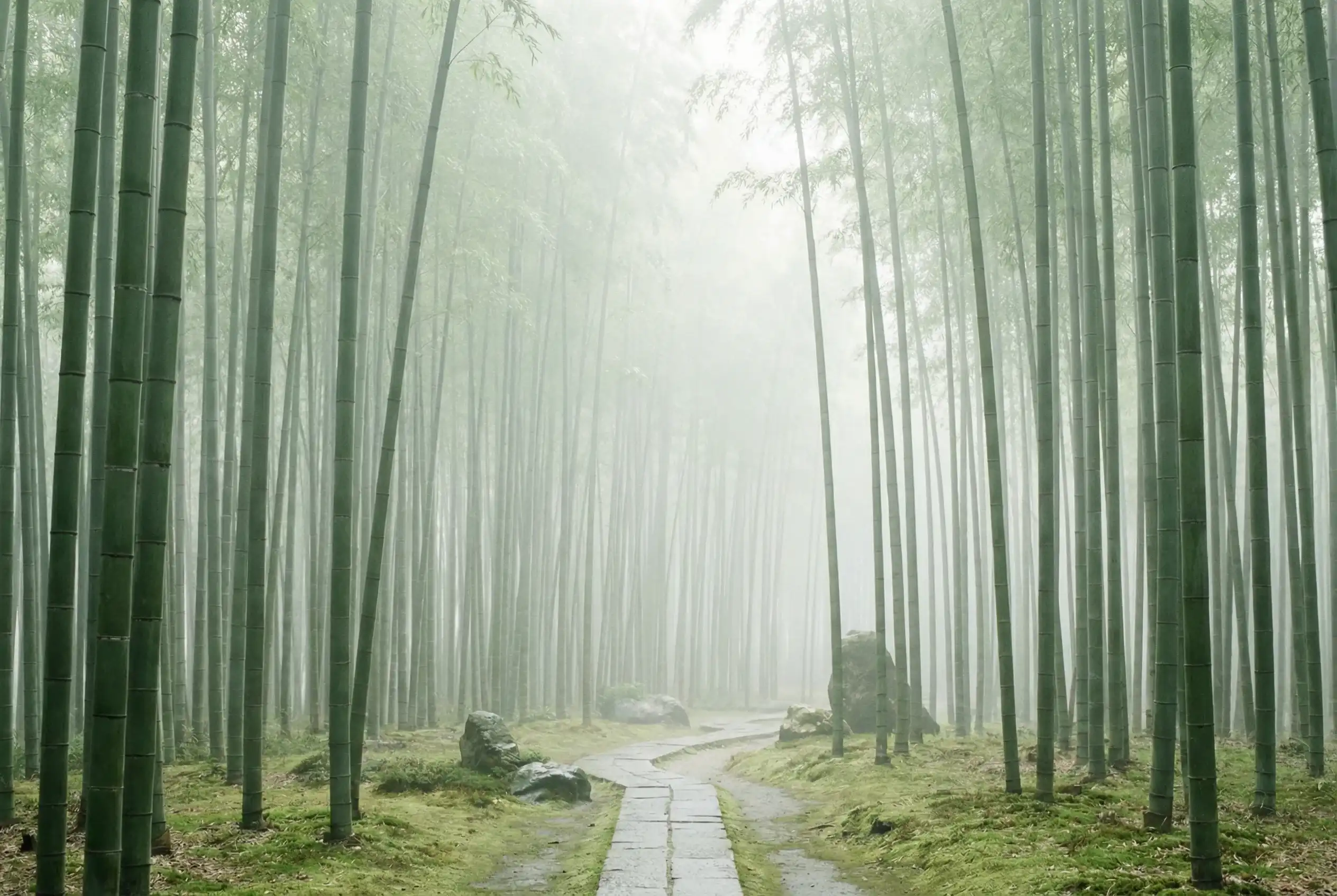 哈希游戏APP 自然恩赐计划竹林背景